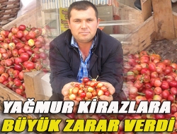 Yağmur kirazlara büyük zarar verdi