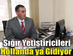 Sığır yetiştiricileri Hollanda ya gidiyor