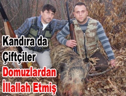 Kandıra’da çiftçiler domuzlardan “illallah” etmiş.