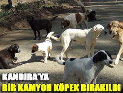 Kandıraya bir kamyon köpek bırakıldı