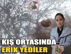 Kış ortasında erik yediler