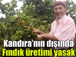 Kandıranın dışında fındık üretimi yasak