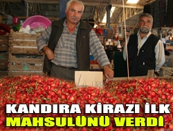 Kandıra kirazı ilk mahsulünü verdi