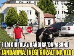 Film gibi olay, Kandırada yaşandı - Jandarma, ineği gözaltına aldı