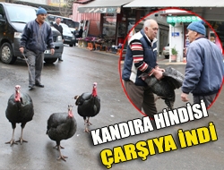 Kandıra hindisi çarşıya indi