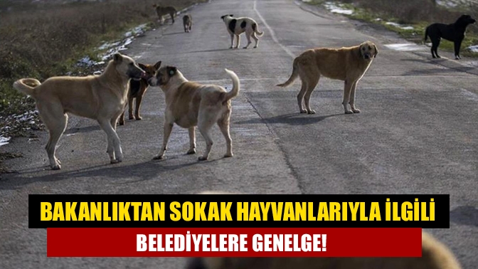 Bakanlıktan sokak hayvanlarıyla ilgili belediyelere genelge!