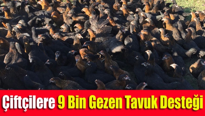 Çiftçilere 9 bin gezen tavuk desteği