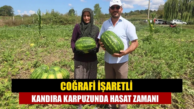 Coğrafi işaretli Kandıra karpuzunda hasat zamanı