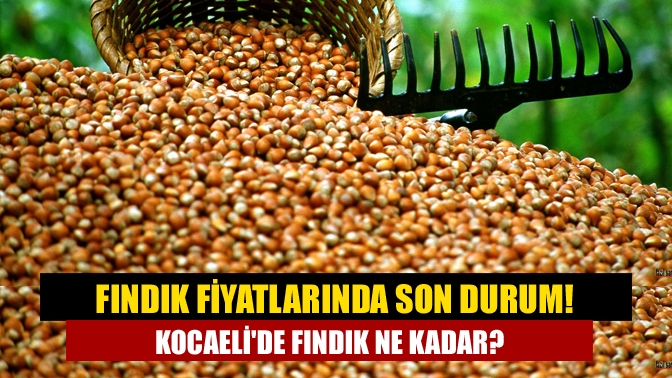 Fındık fiyatlarında son durum! Kocaelide fındık ne kadar?