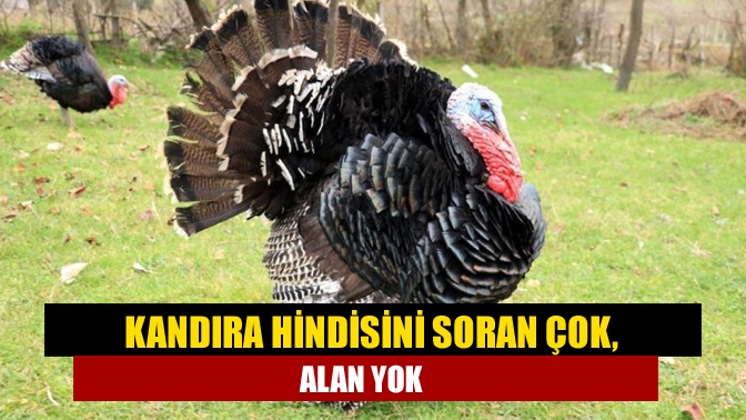 Kandıra hindisini soran çok, alan yok