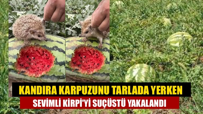 Kandıra karpuzunu tarlada yerken sevimli Kirpiyi Suçüstü yakalandı