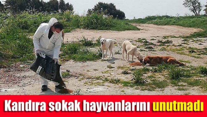 Kandıra sokak hayvanlarını unutmadı