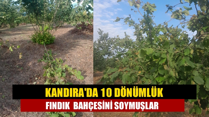 Kandırada 10 dönümlük fındık bahçesini soymuşlar