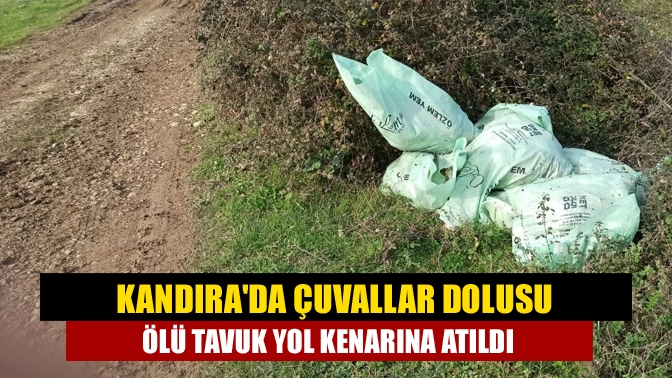 Kandırada çuvallar dolusu ölü tavuk yol kenarına atıldı