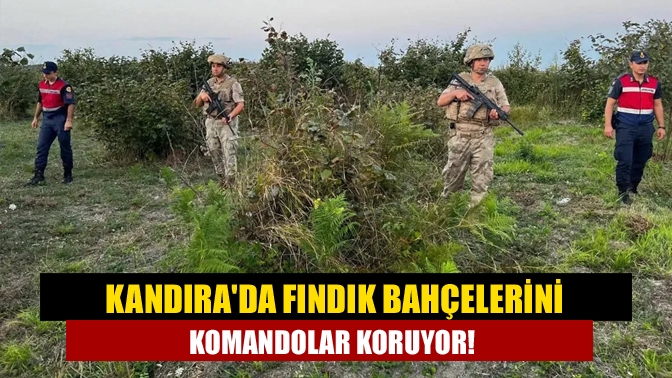 Kandıra'da Fındık bahçelerini komandolar koruyor!