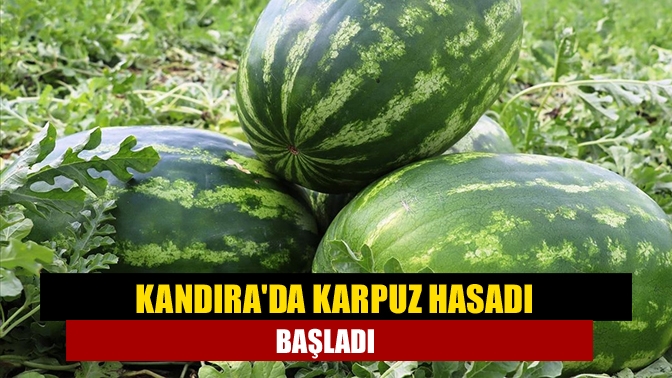 Kandırada karpuz hasadı başladı