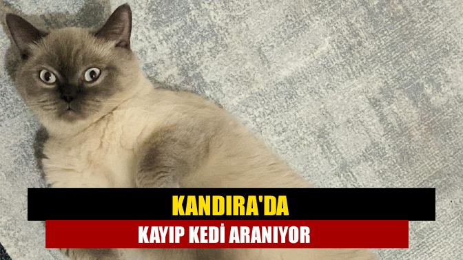 Kandırada Kayıp Kedi aranıyor