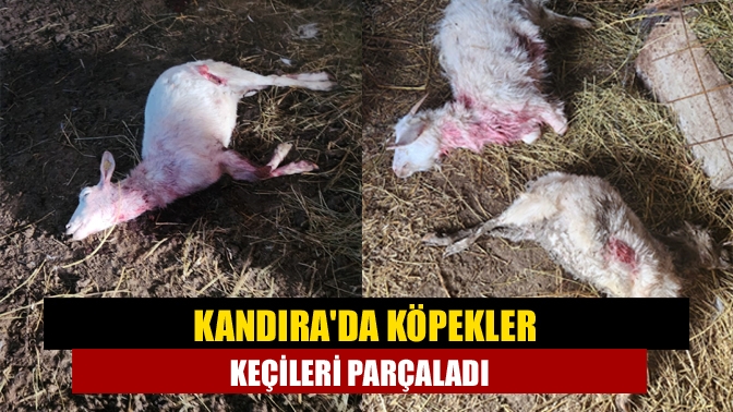 Kandırada köpekler Keçileri parçaladı