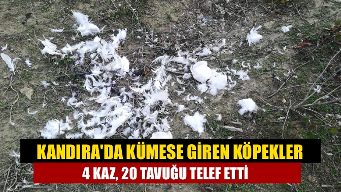 Kandırada kümese giren köpekler 4 kaz, 20 tavuğu telef etti