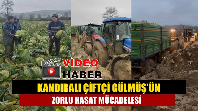 Kandıralı Çiftçi Gülmüş'ün Zorlu Hasat Mücadelesi