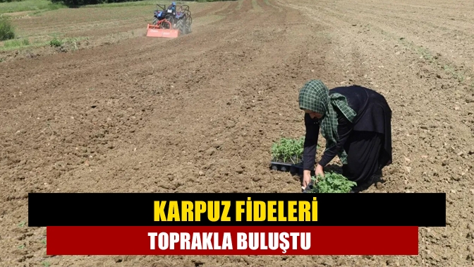 Karpuz fideleri toprakla buluştu