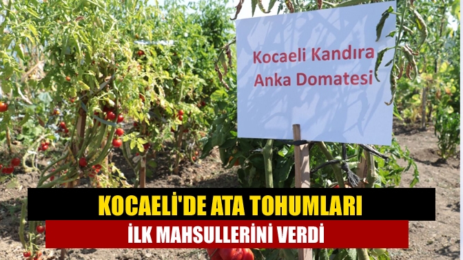 Kocaelide ata tohumları ilk mahsullerini verdi