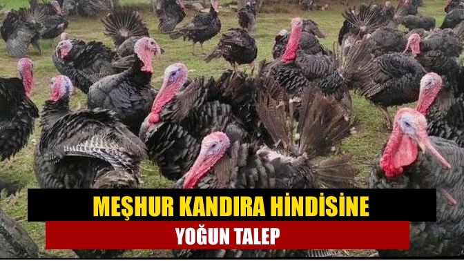 Meşhur Kandıra Hindisine yoğun talep