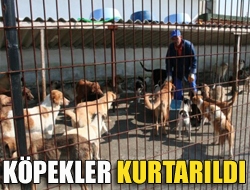 Köpekler kurtarıldı