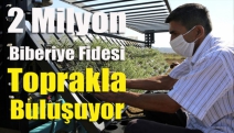 2 milyon biberiye fidesi toprakla buluşuyor