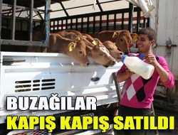 Buzağılar kapış kapış satıldı