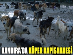 Kandırada köpek hapishanesi