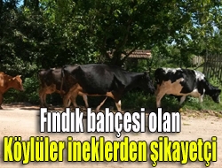 Fındık bahçesi olan köylüler ineklerden şikayetçi