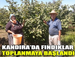 Kandırada fındıklar toplanmaya başlandı