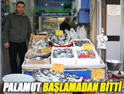 Palamut başlamadan bitti