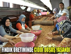 Fındık üretiminde ciddi düşüş yaşandı