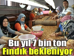 Bu yıl 7 bin ton fındık bekleniyor