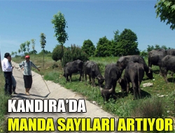 Kandırada Manda sayıları artıyor