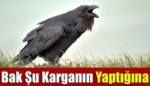 Bak şu karganın yaptığına!