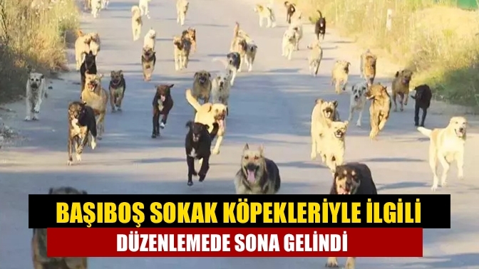 Başıboş sokak köpekleriyle ilgili düzenlemede sona gelindi