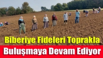 Biberiye fideleri toprakla buluşmaya devam ediyor