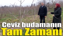 Ceviz budamanın tam zamanı