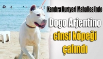 Dogo Arjentino cinsi köpeği çalındı