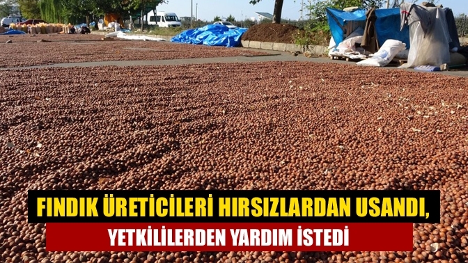 Fındık üreticileri hırsızlardan usandı, yetkililerden yardım istedi