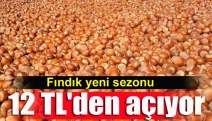 Fındık yeni sezonu 12 TL'den açıyor