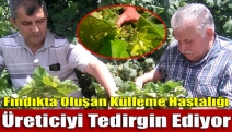 Fındıkta oluşan külleme hastalığı üreticiyi tedirgin ediyor