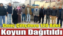 Genç çiftçilere 120 adet koyun dağıtıldı