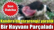 Kandıra’da esrarengiz yaratık bir hayvanı parçaladı