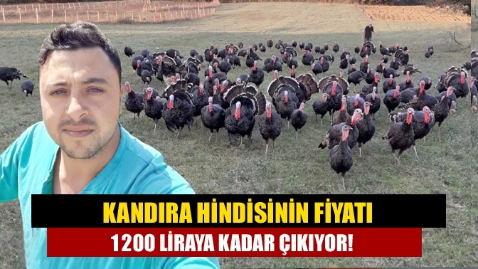 Kandıra hindisinin fiyatı 1200 liraya kadar çıkıyor!