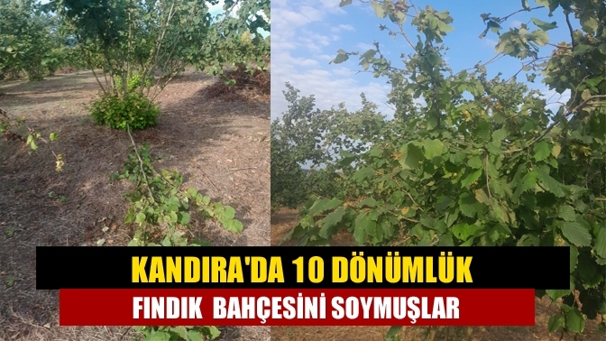 Kandıra'da 10 dönümlük fındık bahçesini soymuşlar