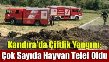 Kandıra'da Çiftlik yangını: Çok sayıda hayvan telef oldu